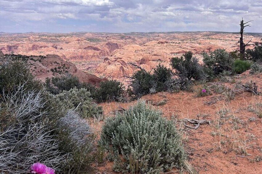 One of our addition stops. a view of many canyons and a view of Navajo mountain in the background