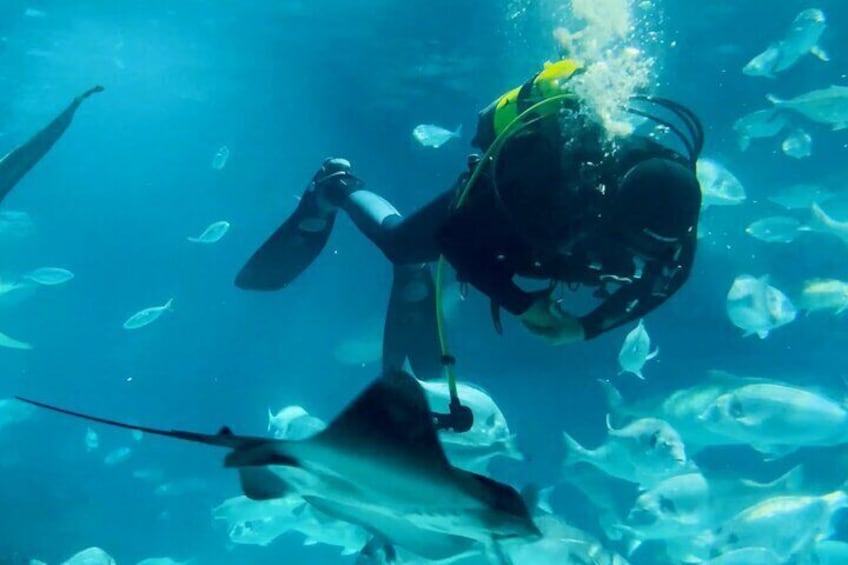 Barcelona Aquarium Flexible Skip the Line Access Entry Ticket
