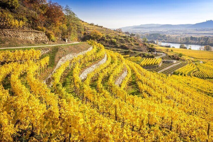 Terraced vineyards