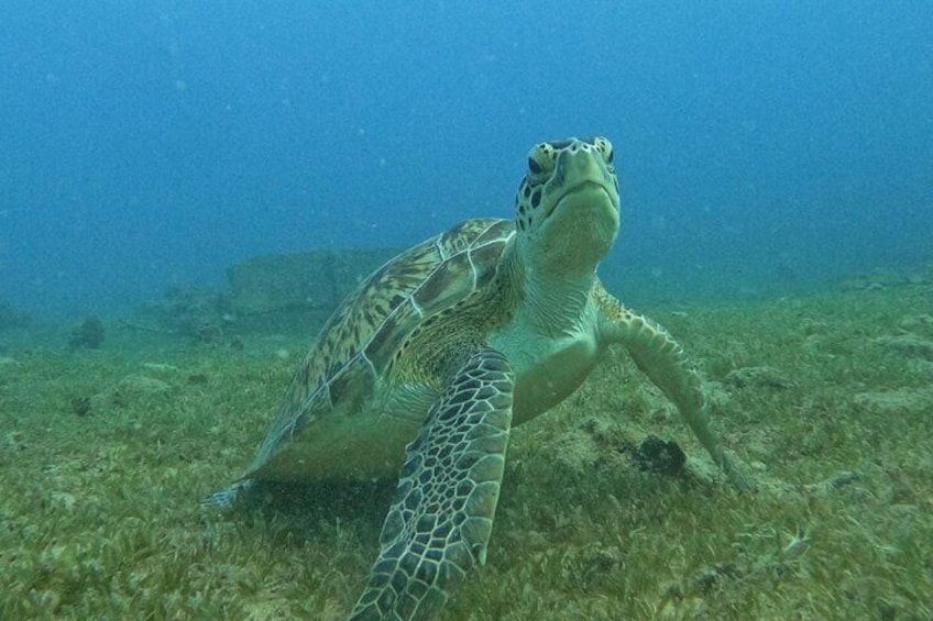 Discover Scuba and Snorkel Excursion in Charlotte Amalie