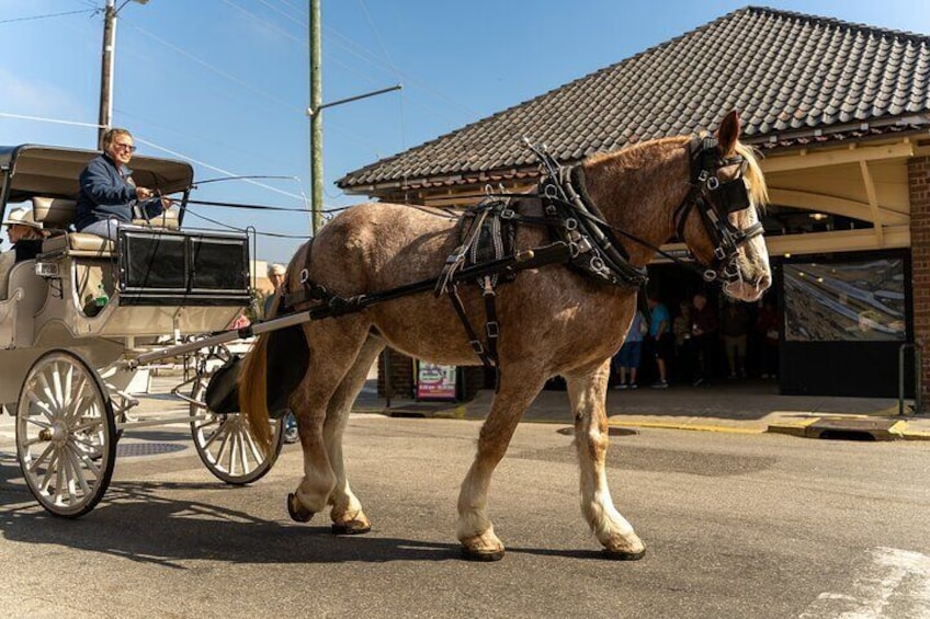 Private Historic Horse and Carriage Tour of Charleston