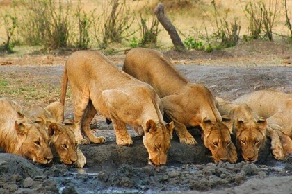 3-timers Zambezi National Park Safari i 4x4 Jeep