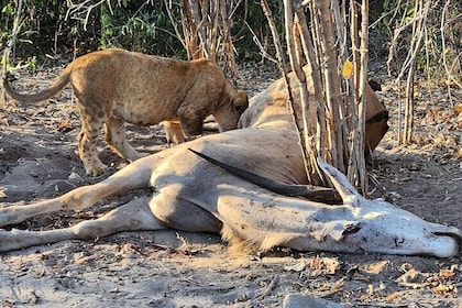 小組 : 3 小時Zambezi NP Game Drive Adventure, 維克瀑布