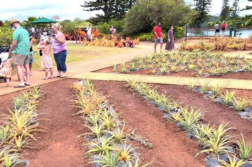 Dole pineapple garden
