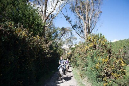 Highlands Horseback Riding in Bogotá