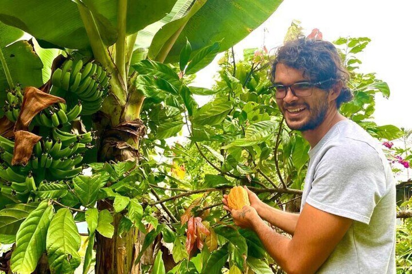 Picking up cacao 