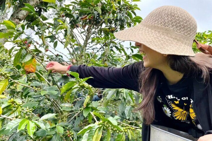 Coffee berries picking 