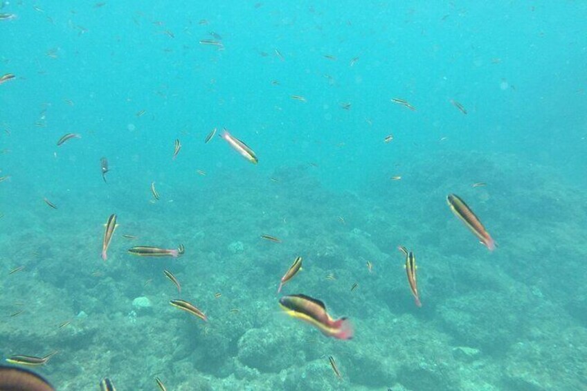 Gulf Islands and Tortuga Island Snorkeling with Bioluminescence