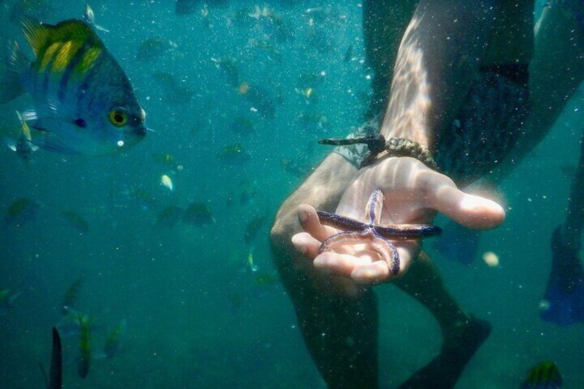 Gulf Islands and Tortuga Island Snorkeling with Bioluminescence