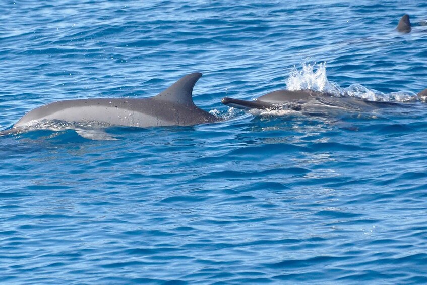 Picture 6 for Activity Tamarin Public Beach: Dolphin Swimming & Snorkeling with BBQ