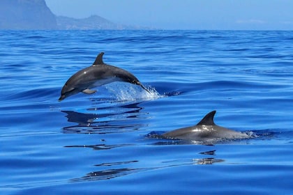 West: Swim wz dolphins, Crystal Rock, Breakfast.Lunch island