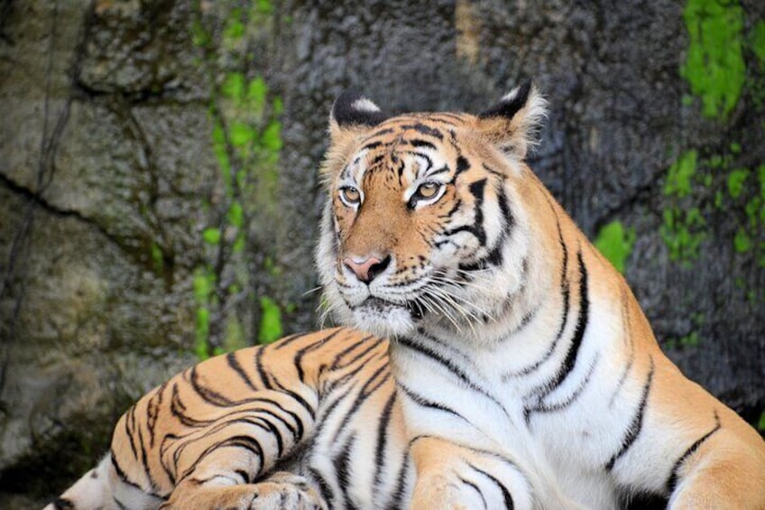 Ranthambore Tiger Safar