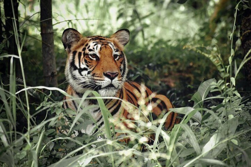 Ranthambore Tiger Reserve