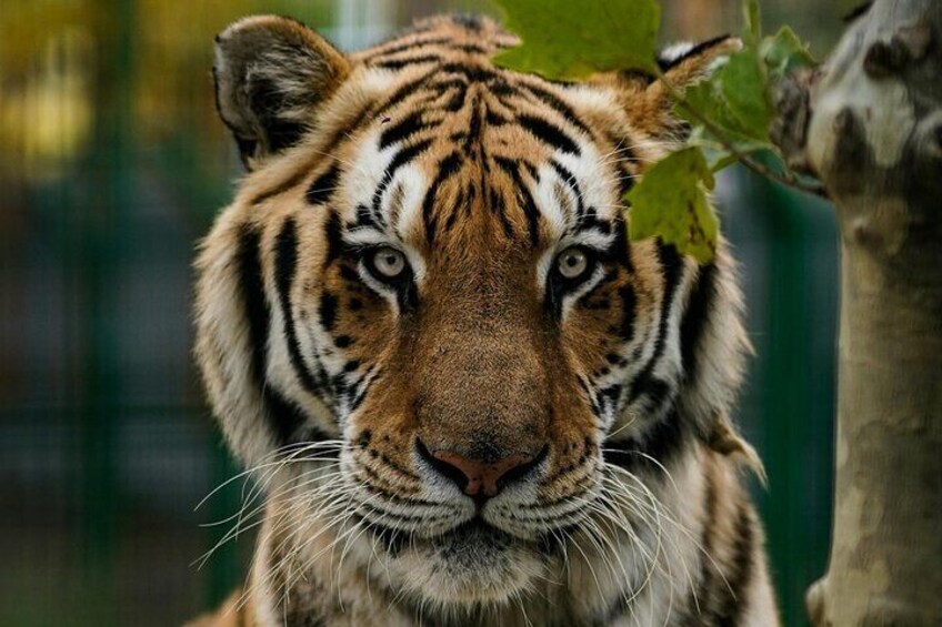 Ranthambore Tiger Reserve