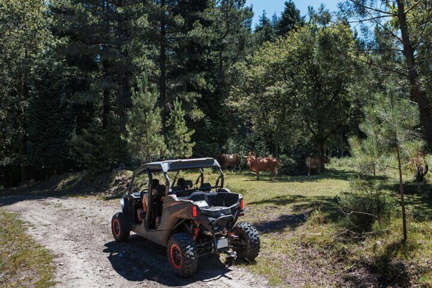 4h Buggy Tour • Arcos de Valdevez • Peneda Gerês