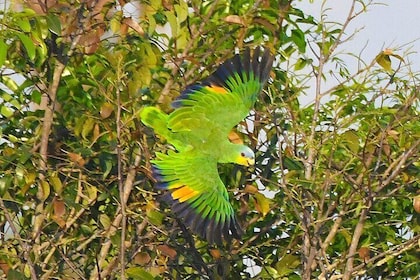 Amazon River Cruise Trip Explore 5D/4N