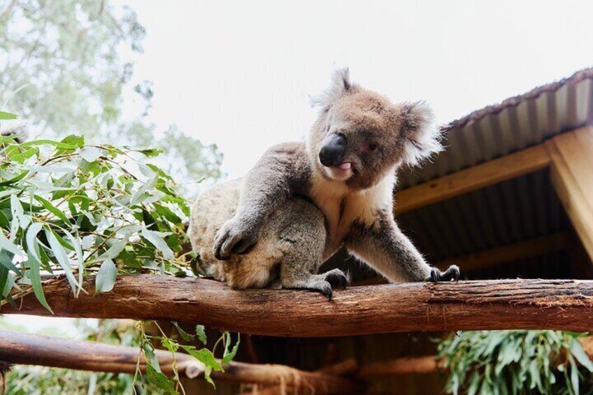 Gold City and Wildlife Day Trip in Ballarat and Sovereign Hill 