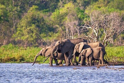 4 días de caminata por la vida silvestre de Akagera y el gorila de Bwindi