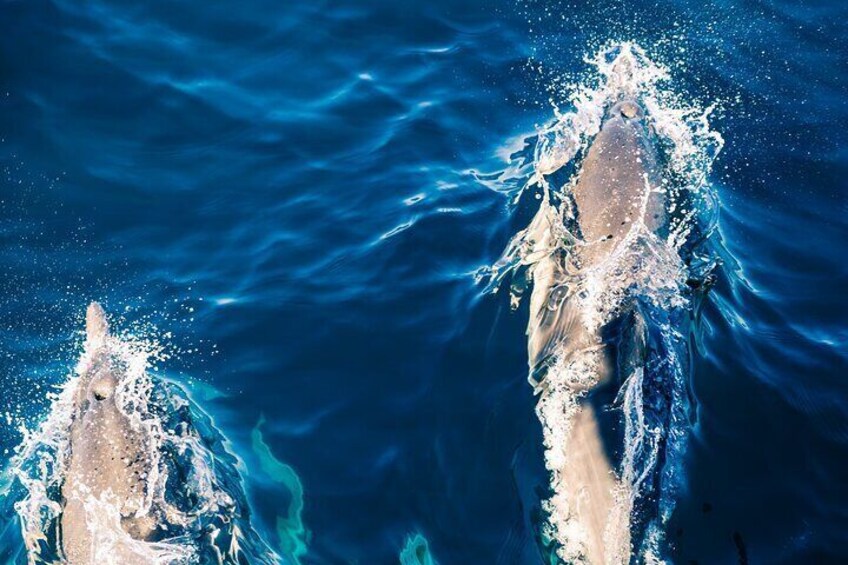 Dolphin Safari in Fažana