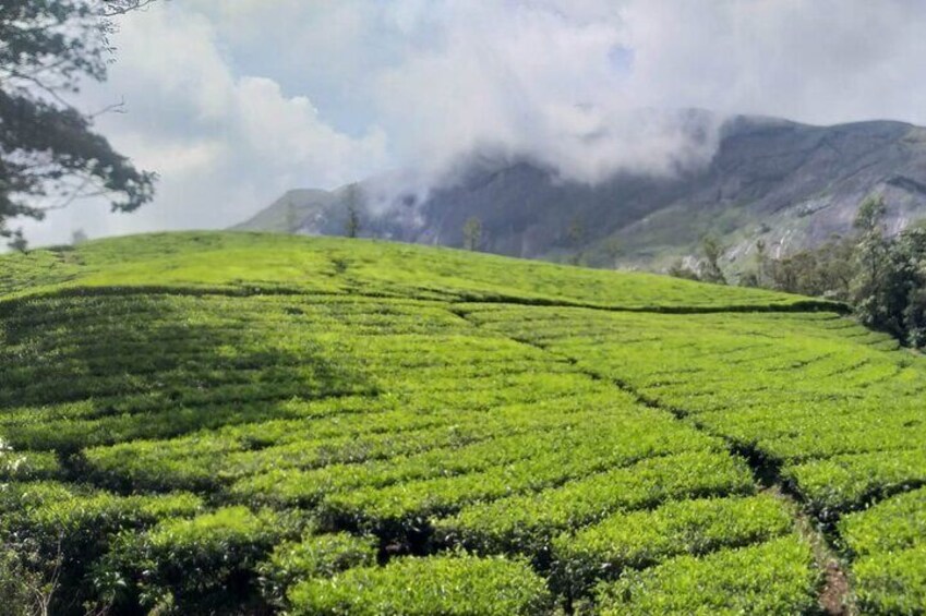 Tracking Tour in Munnar