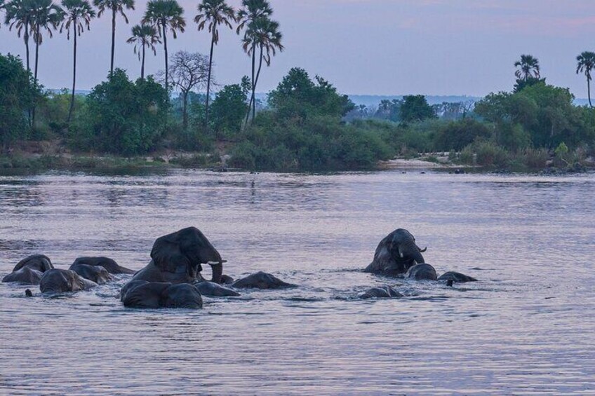 Luxury Zambezi Sunset Game Cruise