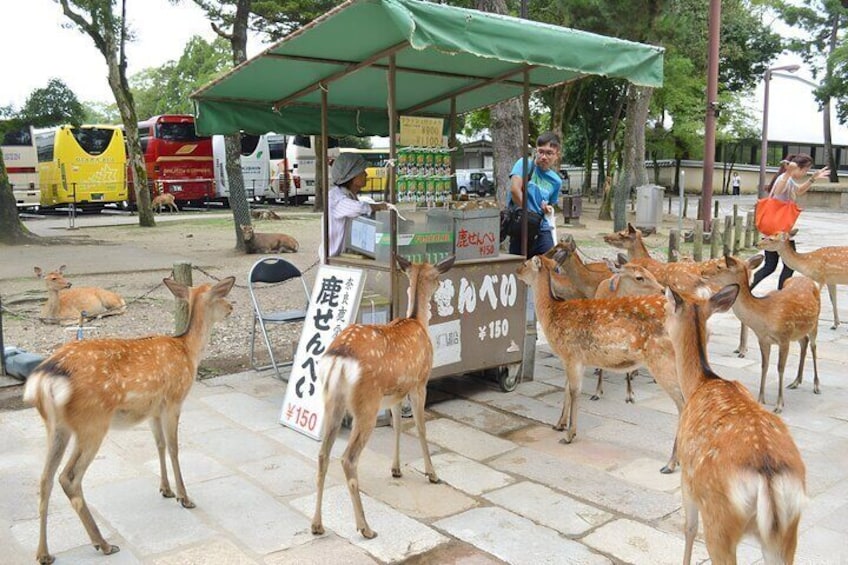 The Best Spots In Nara Half Day Tour With Local Guide