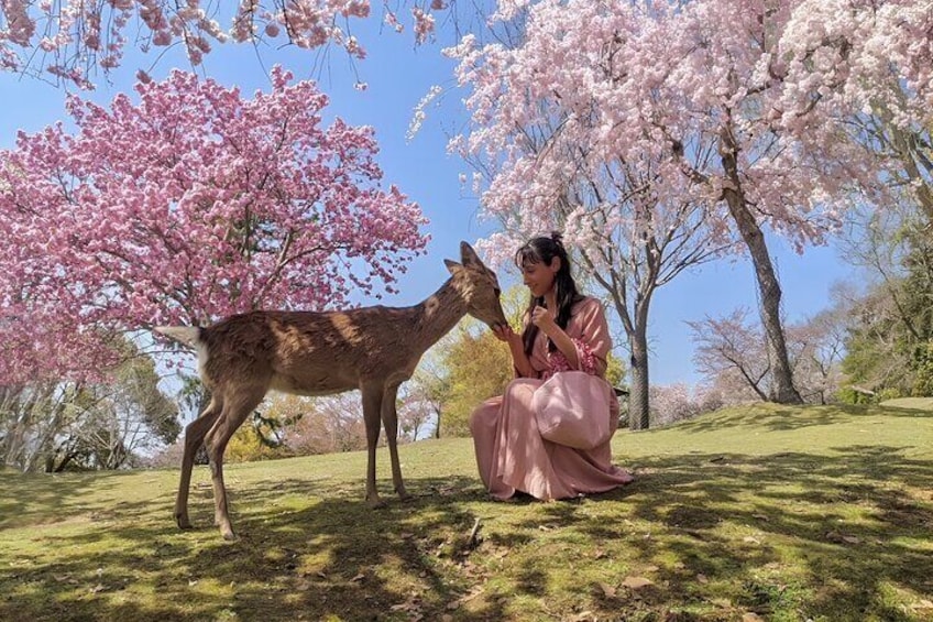 The Best Spots In Nara Half Day Tour With Local Guide