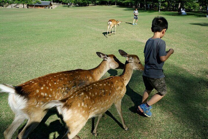 The Best Spots In Nara Half Day Tour With Local Guide