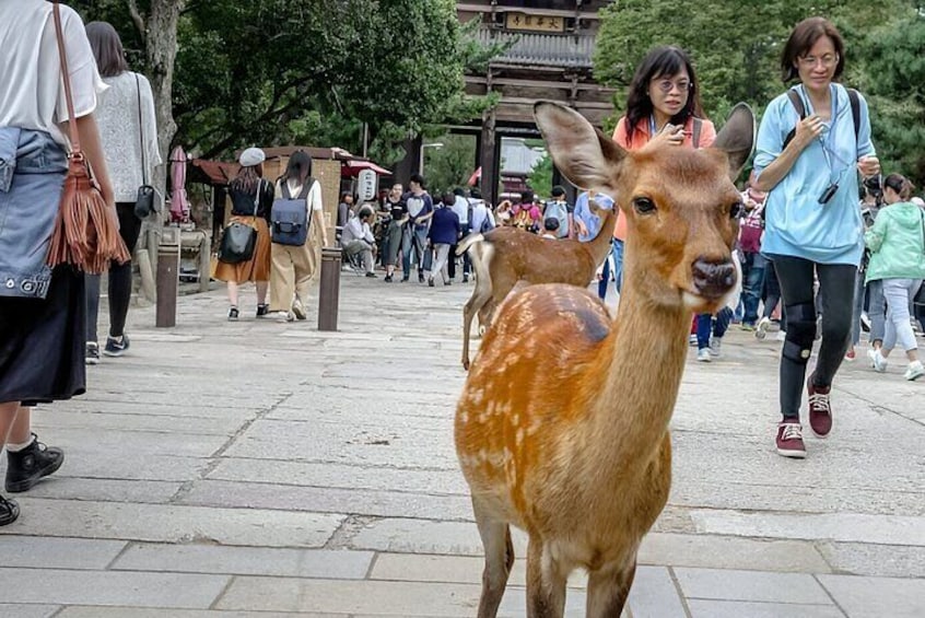 The Best Spots In Nara Half Day Tour With Local Guide