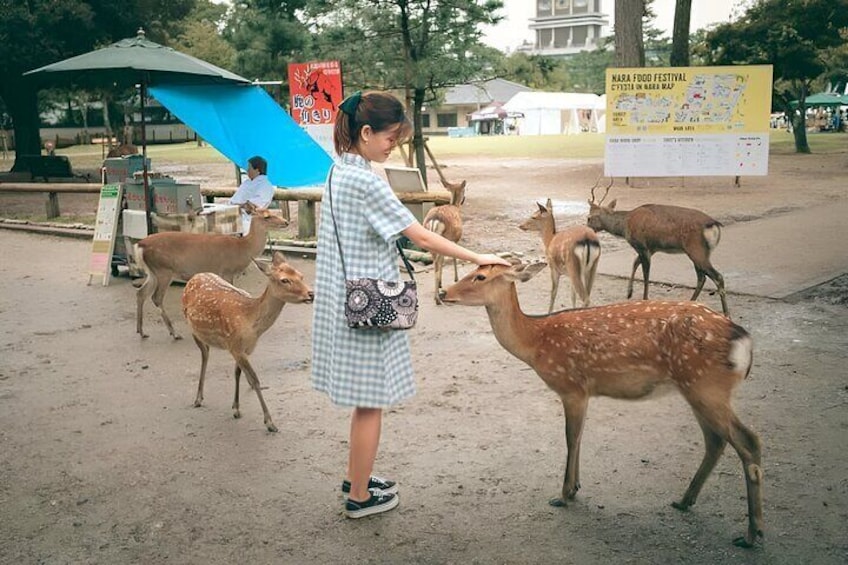 The Best Spots In Nara Half Day Tour With Local Guide