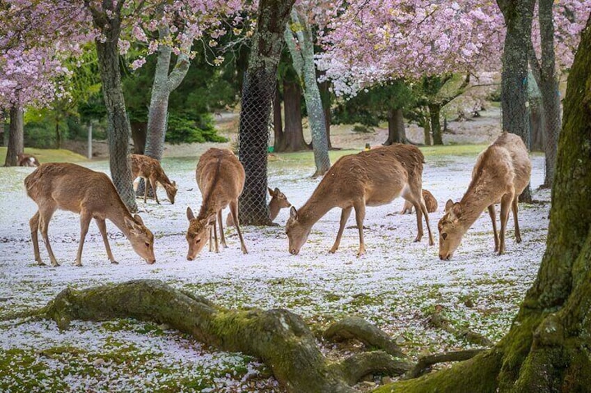 The Best Spots In Nara Half Day Tour With Local Guide