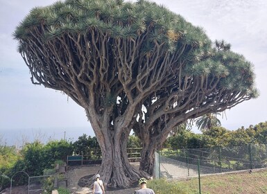 La Palma: Descubre la "isla bonita" con bicicleta eléctrica