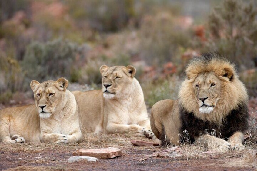 2 Days Aquila Afternoon Safari Big5 and Robben Island Tour