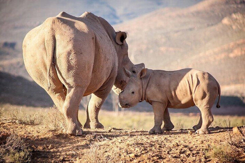 aquila-game-reserve-safari