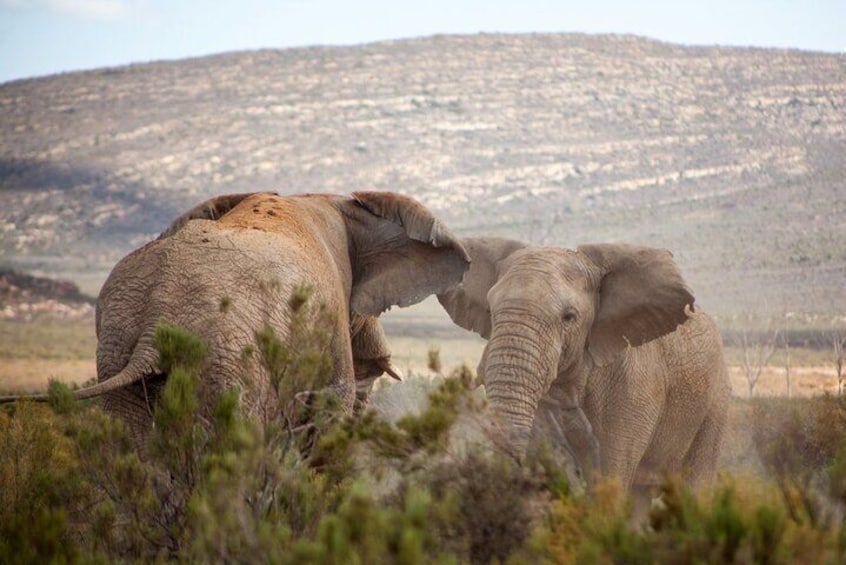 aquila-game-reserve-safari