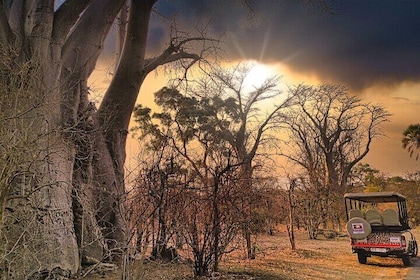 辛巴威維多利亞瀑布國家公園禿鷹野生動物園之旅