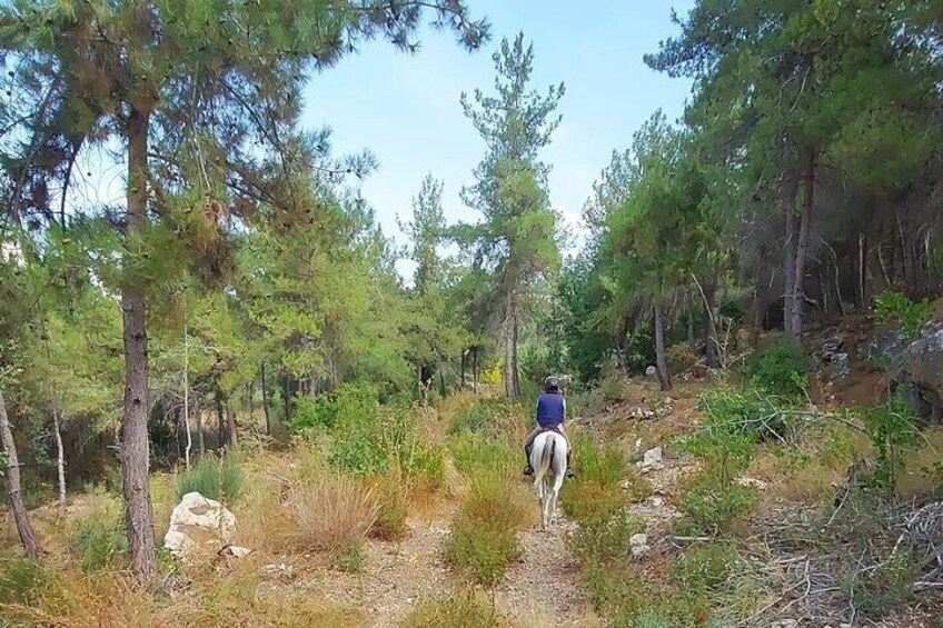 Lebanon Mountains Horseback Riding From Beirut