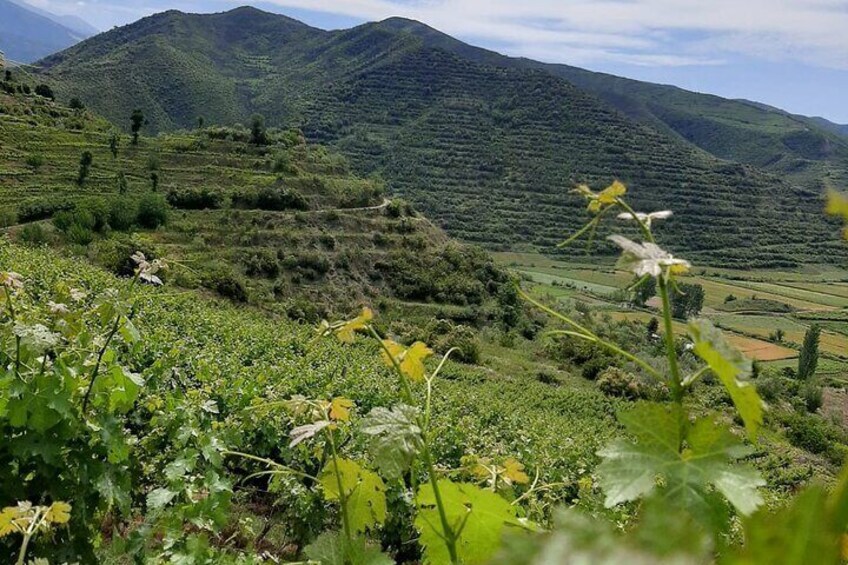 Berat 4x4 Off-Road and Vineyard Wine Tasting