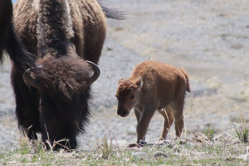 Full Day Yellowstone National Park Tour with Pick up included