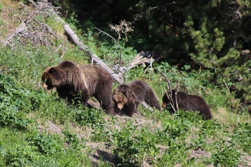 Full Day Yellowstone National Park Tour with Pick up included