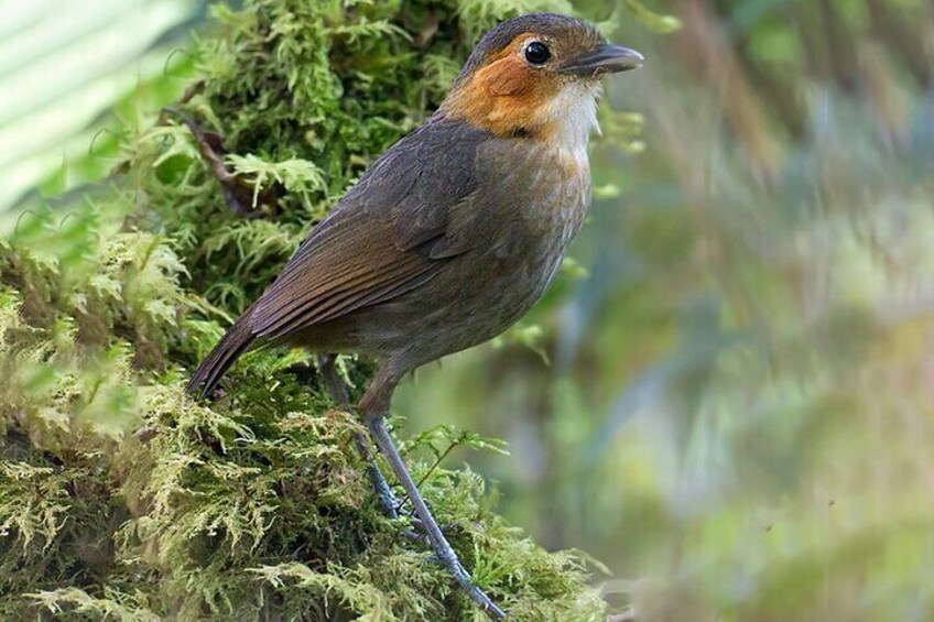 rufous-faced antpitta