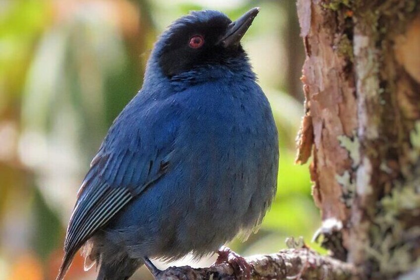 Masked Flowerpiercer 