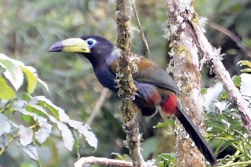 Hooded mountain toucan