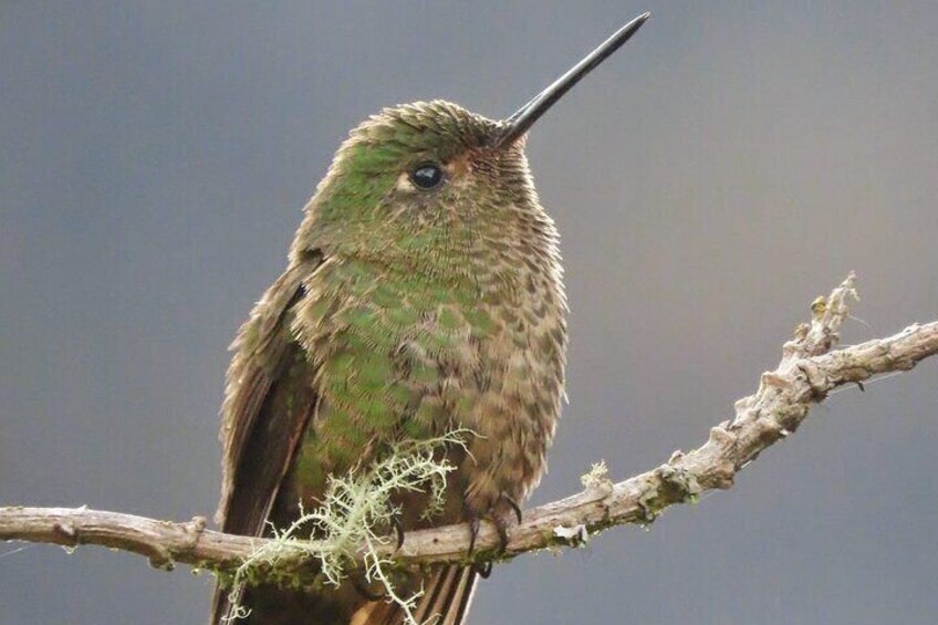 Scaled Metaltail