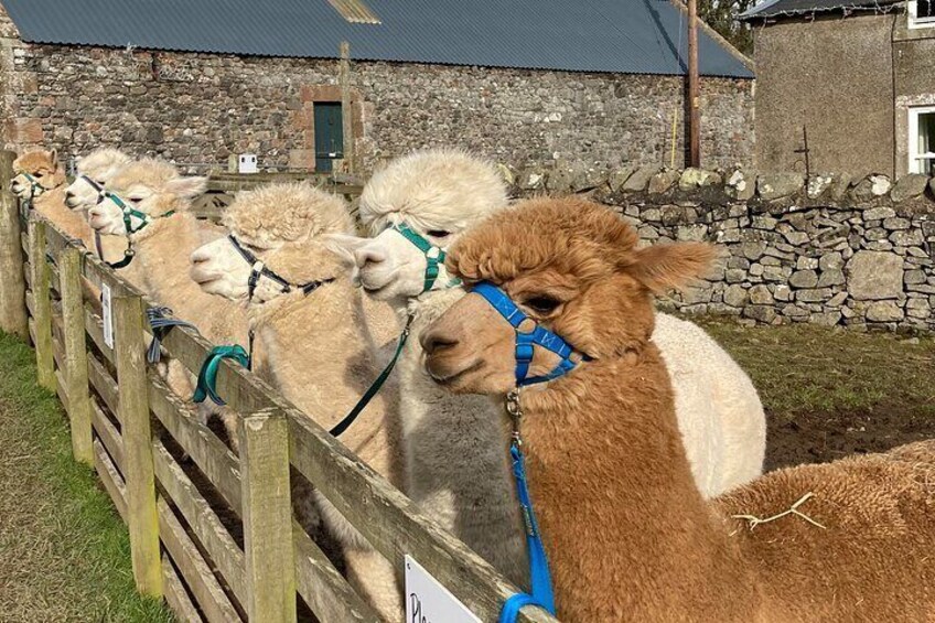 Beirhope Alpacas