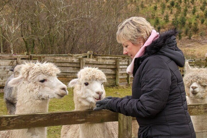 Beirhope Alpacas