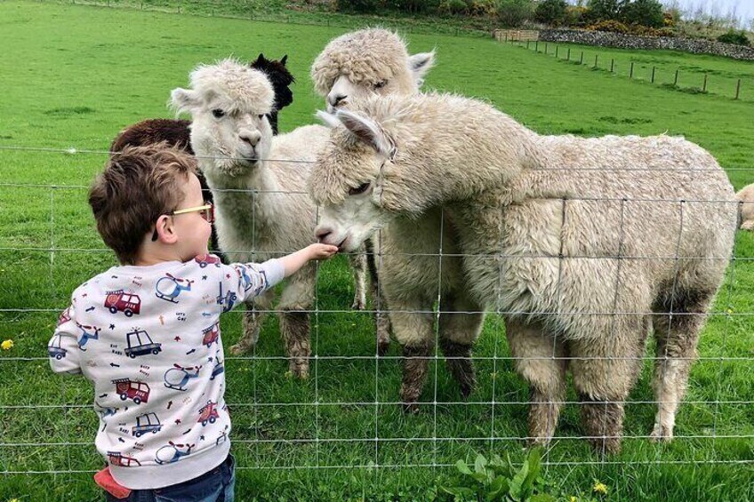 Beirhope Alpacas