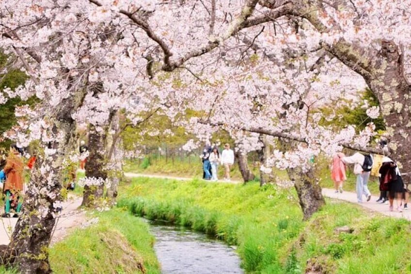 Oshino Hakkai, Ole Hot Spring in Mount Fuji day Tour