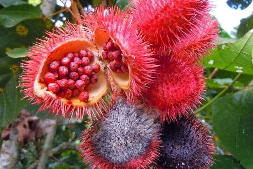 A Half Day Private Cooking Class At the Spice Farm