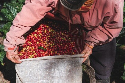 Rural Coffee Processes Inside the Forest with Night Tour